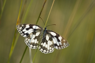 Marbled white 