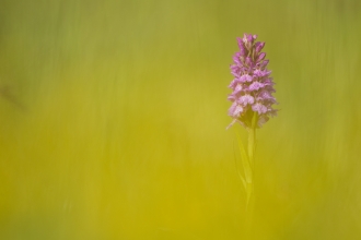 Common spotted orchid