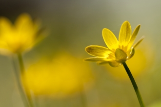 Lesser celandine