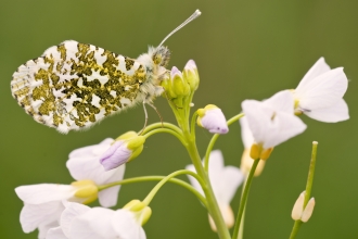 Orange-tip butterfly 