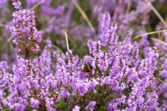 Heather at Cooper's Hill - Robert Enderby