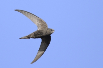 A swift in flight against a bright blue sky