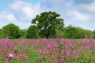 Ferry Meadow wildflower seeding