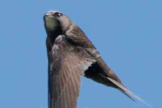 A swift flying upwards with head facing towards camera