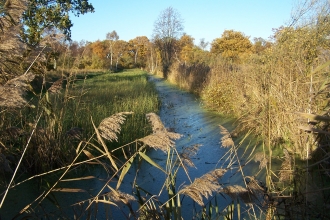 Great Fen  Wildlife Trust for Beds, Cambs & Northants