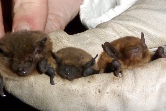 Bats nathusius common and soprano pipistrelles