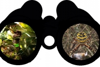 Binoculars