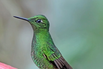 Hummingbird - Buff-tailed Coronet
