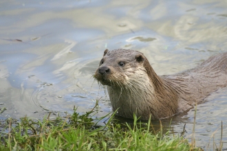 Otter by Darin Smith