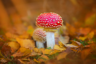 Fly agaric 