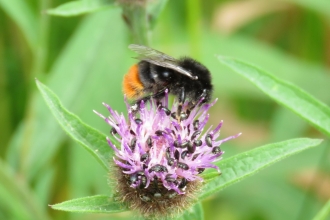 Bombus lapidarius - Brian Eversham