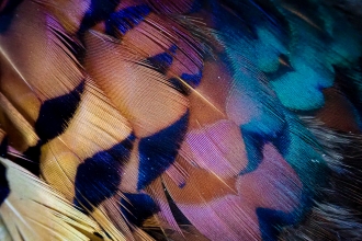 A close-up of the feathers on a ring-necked pheasant with shimmering blues and purples