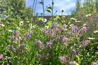 Wild Garden by Caroline Fitton