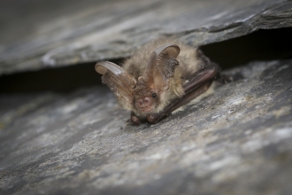 Long Eared Bat - Tom Marshall