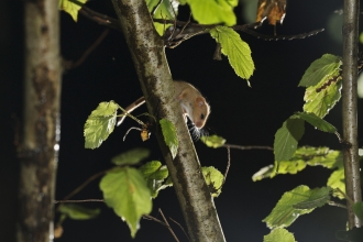 Camera trap image - 2020 Vision