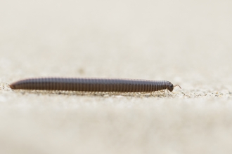Millipede - Chris Lawrence