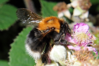 Tree bumblebee, Bombus hypnorum by Brian Eversham