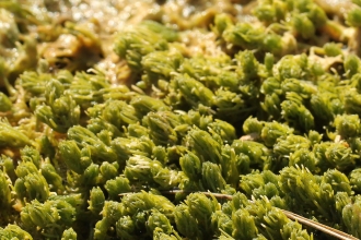 Stonewort - Chris Kirby-Lambert