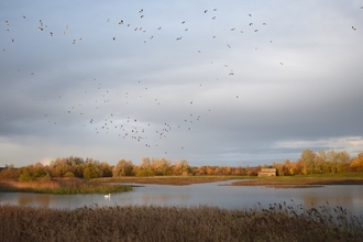 Godmanchester at sunset with birds in flight