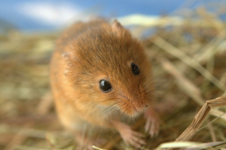 Harvest mouse - Brian Eversham