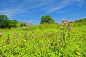 John Claire Living Landscape