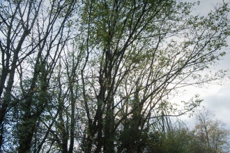 Midland Elm - Brian Eversham