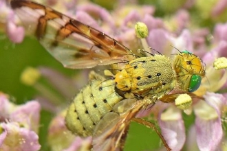 Picture-winged fly - John Showers