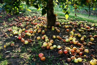 Apples - windfall apples