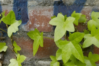 Urban Plants - Paul Hobson