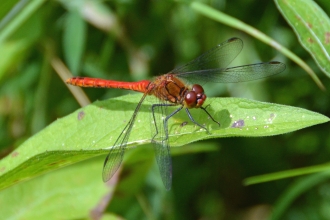 Dragonfly at Felmersham