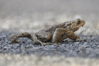 Toad crossing the road by John Bridges