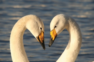 Whooper swans by Tony Winchester
