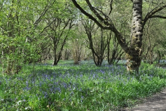 Bluebells