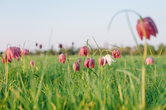Portholme meadow
