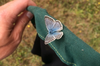 Chalkhill Blue Butterfly