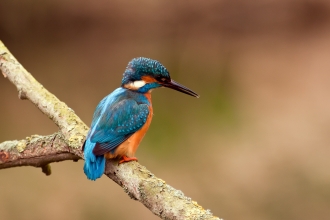 Kingfisher on a branch