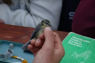 Bird ringing
