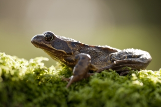 Common frog