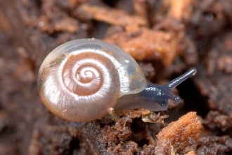 snails