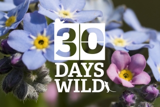 30 Days Wild Forget-me-nots by Chris Lawrence