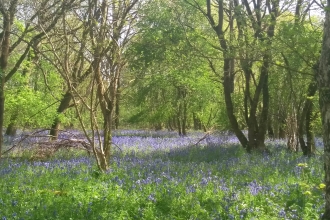 Bluebells in Lady's Wood 