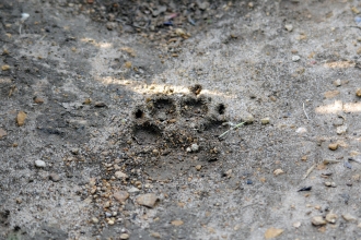 Dog footprint