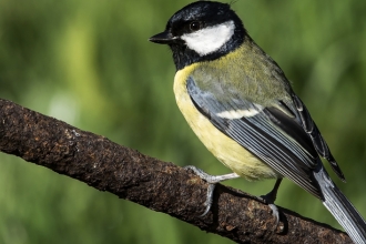 Spring Walk - Great Tit