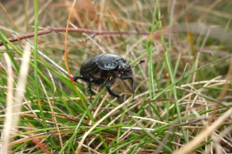 Minotaur beetle