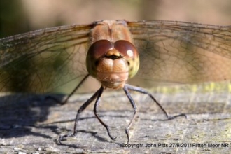 Dragonfly