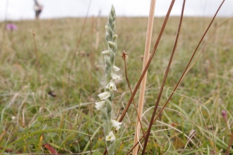 Lady's tresses