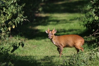 Muntjac deer