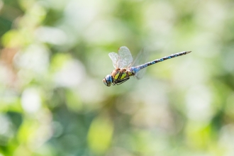 Migrant Hawker