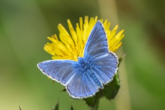 Common Blue – Robin Gossage