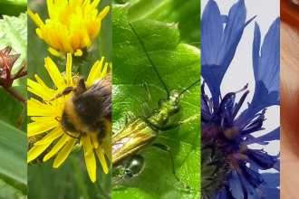A rainbow of wild pictures